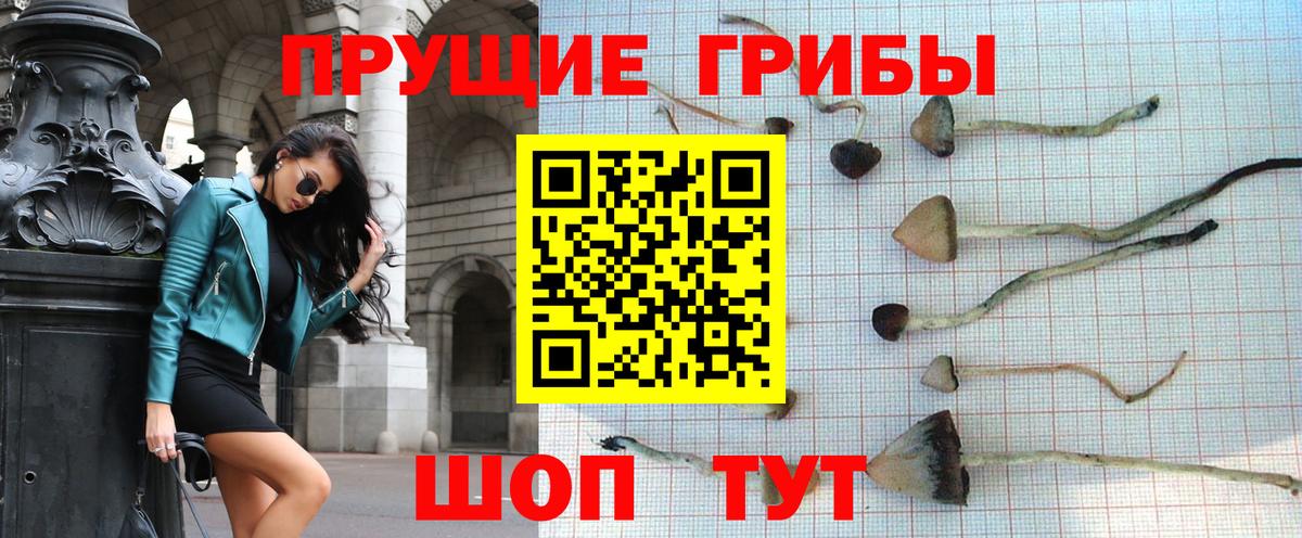 Псилоцибиновые грибы Psilocybe  Вход с VPN  Троицк 